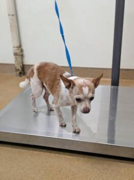 Chihuahua Dogs Available for Adoption - PONY BOY | PetCurious