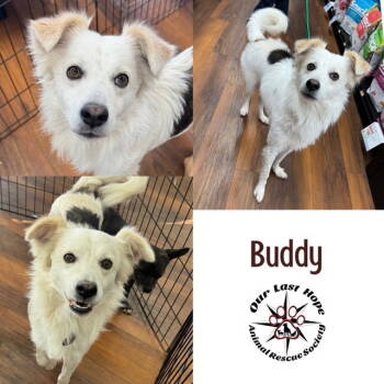 Rescue Australian Shepherd and Border Collie Dogs for Adoption in Princeton, British Columbia - Buddy | PetCurious