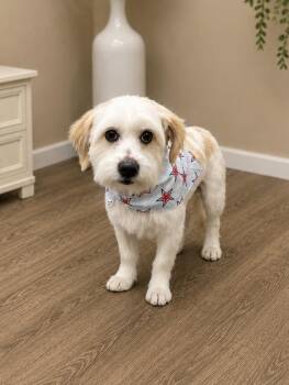 Pluto -  Maltese and Terrier Dog for Adoption in Coachella, California - Pluto | PetCurious