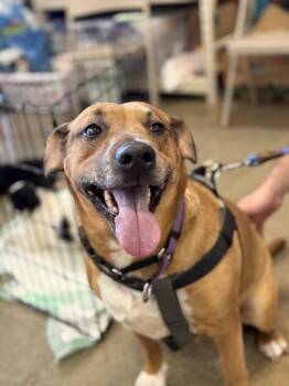 Mountain Cur and Mixed Breed Dogs Available for Adoption - Farrah | PetCurious