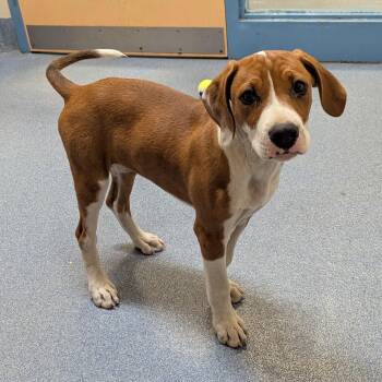 Hound Dogs Available for Adoption in Suffolk, Virginia - Dixie | PetCurious