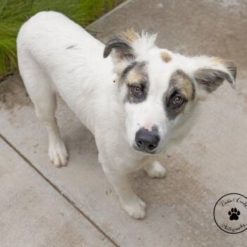 Lolli -  Great Pyrenees and Anatolian Shepherd Dog for Adoption in Abilene, Texas - Lolli | PetCurious