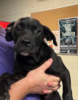 Rescue Pit Bull Terrier Dogs for Adoption in Nacogdoches, Texas - Storm | PetCurious