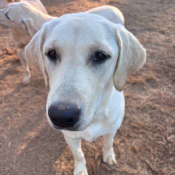 Frieda -  Labrador Retriever Dog for Adoption in Pembroke, Massachusetts - Frieda | PetCurious