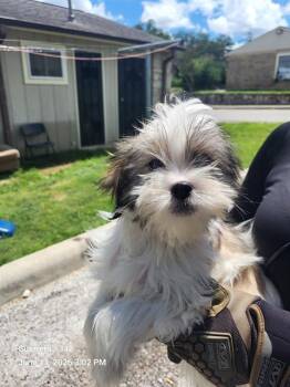 FLUFFERS 1 -  Maltese Dog for Adoption in San Antonio, Texas - FLUFFERS 1 | PetCurious