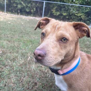 Rescue Mixed Breed Dogs for Adoption in Auburn, Alabama - Zero | PetCurious