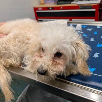 Fleur -  Miniature Poodle Dog for Adoption in Chico, California - Fleur | PetCurious
