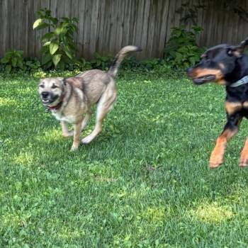 Lando -  Husky and Belgian Shepherd Malinois Dog for Adoption in Springfield, Missouri - Lando | PetCurious