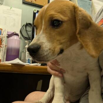 Pop -  Beagle Dog for Adoption in Columbia, Missouri - Pop | PetCurious