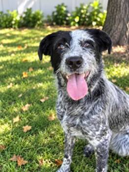 Gigi -  Mixed Breed Dog for Adoption in Savannah, Georgia - Gigi | PetCurious