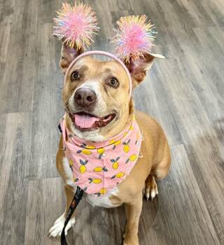 Pit Bull Terrier and Labrador Retriever Dogs Available for Adoption in Friendswood, Texas - Leoni Roe Lover Girl | PetCurious