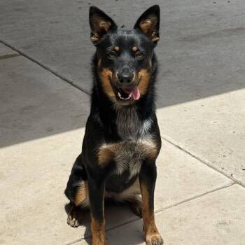 KONA -  Australian Cattle Dog Blue Heeler and Australian Kelpie Dog for Adoption in Brooksville, Florida - KONA | PetCurious