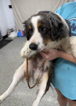 Australian Shepherd Dogs Available for Adoption - Duke | PetCurious