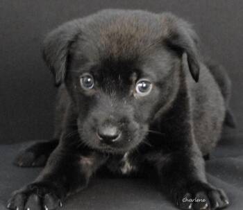 Fuzzy Wuzzy -  Black Labrador Retriever Dog for Adoption in Newland, North Carolina - Fuzzy Wuzzy | PetCurious