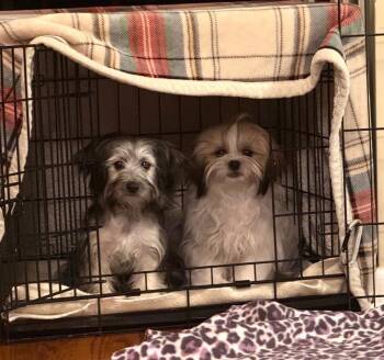 Havanese and Yorkshire Terrier Dogs Available for Adoption - Madelyn | PetCurious