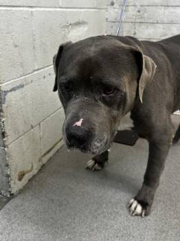 MILES -  Pit Bull Terrier Dog for Adoption in San Bernardino, California - MILES | PetCurious