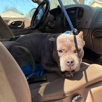 Mixed Breed Dogs Available for Adoption in Davenport, Iowa - Pickle Pepper | PetCurious