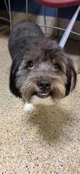 Shih Tzu and Mixed Breed Dogs Available for Adoption in Doral, Florida - AZABACHE | PetCurious