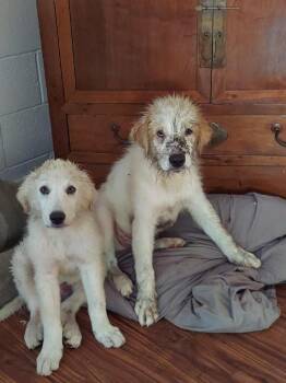 Rescue Great Pyrenees Dogs for Adoption - Amelia And  Derrick | PetCurious