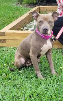 American Staffordshire Terrier and Chocolate Labrador Retriever Dogs Available for Adoption in Fort Lauderdale, Florida - Lena  | PetCurious