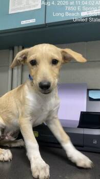 MONEY -  Chihuahua and Mixed Breed Dog for Adoption in Long Beach, California - MONEY | PetCurious
