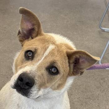 Mixed Breed Dogs Available for Adoption in Las Cruces, New Mexico - 107120 | PetCurious