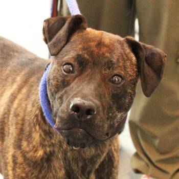 26-00763 -  Pit Bull Terrier Dog for Adoption in Fredericksburg, Virginia - 26-00763 | PetCurious