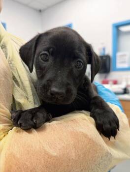 Bambi (Bx11) -  Labrador Retriever and Golden Retriever Dog for Adoption in Hartsville, South Carolina - Bambi (Bx11) | PetCurious