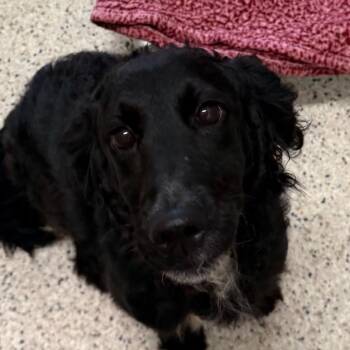Little bit -  Poodle and Mixed Breed Dog for Adoption in Nashville, Indiana - Little Bit | PetCurious