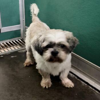 Blaze -  Shih Tzu Dog for Adoption in Trenton, Missouri - Blaze | PetCurious