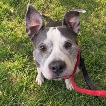 Frosty -  Mixed Breed Dog for Adoption in Warren, Ohio - Frosty | PetCurious