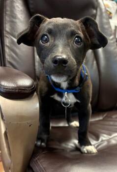Rhinestone -  Terrier Dog for Adoption in Carson City, Nevada - Rhinestone | PetCurious