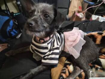 Clementine -  Chihuahua and Terrier Dog for Adoption in Redlands, California - Clementine | PetCurious