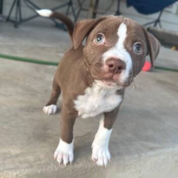 Terrier and Mixed Breed Dogs Available for Adoption - Pickle | PetCurious