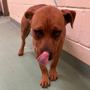 Mixed Breed Dogs Available for Adoption in Memphis, Tennessee - Brownie | PetCurious