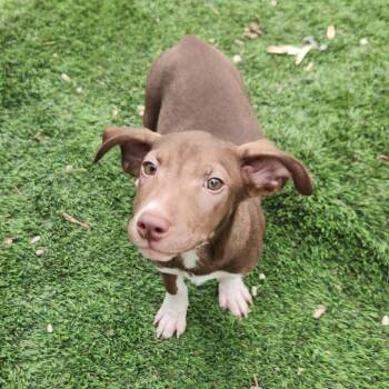 Mixed Breed Dogs Available for Adoption - Cece AL | PetCurious