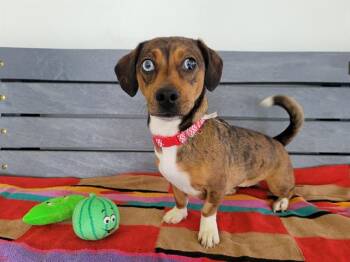 Dachshund and Mixed Breed Dogs Available for Adoption - LOLA | PetCurious