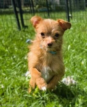 MAGNUM -  Chihuahua and Yorkshire Terrier Dog for Adoption in Belmont, New York - MAGNUM | PetCurious