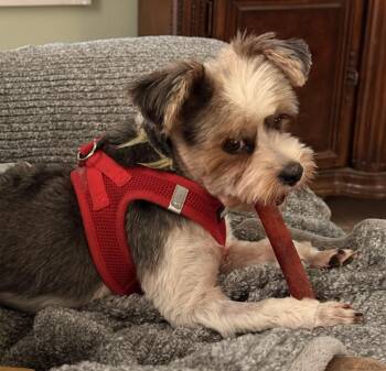 Bandit -  Yorkshire Terrier and Shih Tzu Dog for Adoption in Texarkana, Texas - Bandit | PetCurious