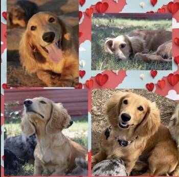 Rescue Dachshund Dogs for Adoption in Winter, Wisconsin - Mylo | PetCurious