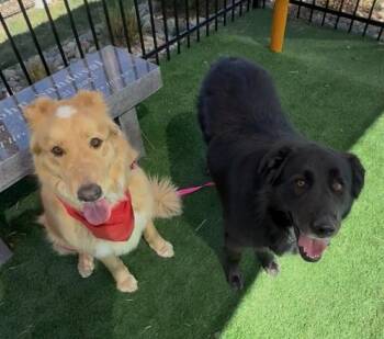 Collie and Mixed Breed Dogs Available for Adoption - HUGO | PetCurious