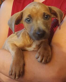 Rescue Terrier and Cattle Dog Dogs for Adoption in El Dorado, Arkansas - Ruckus | PetCurious