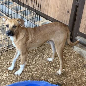 Dakota -  German Shepherd Dog and Mixed Breed Dog for Adoption in Anderson, Texas - Dakota | PetCurious