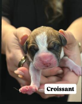 Rescue Mixed Breed Dogs for Adoption in New York, New York - Croissant | PetCurious