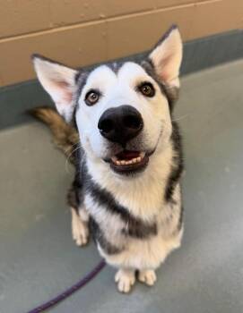 Rescue Husky Dogs for Adoption in Denver, Colorado - Tanuki | PetCurious
