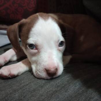 Starlight -  Terrier and Mixed Breed Dog for Adoption in Abilene, Texas - Starlight | PetCurious