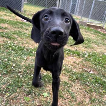Black Labrador Retriever Dogs Available for Adoption in Roxboro, North Carolina - Jade | PetCurious