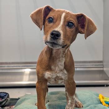Ice Cube -  Mixed Breed Dog for Adoption in Cape Girardeau, Missouri - Ice Cube | PetCurious