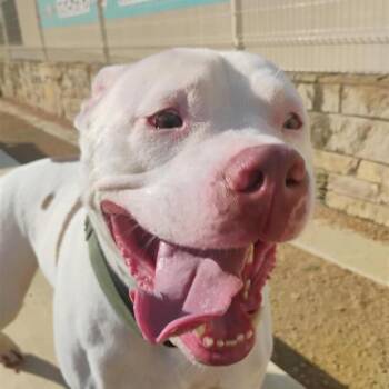 Kai -  Mixed Breed Dog for Adoption in Bentonville, Arkansas - Kai | PetCurious