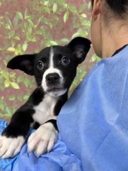Shepherd and Mixed Breed Dogs Available for Adoption in San Antonio, Texas - Cavs | PetCurious